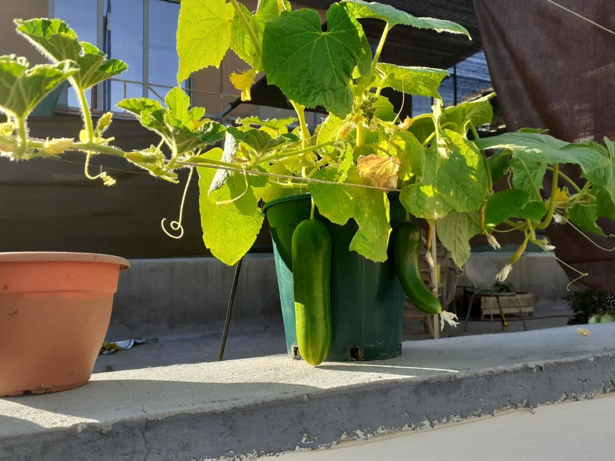 17 Flats And Roof Garden Lejlighed Athen Eksteriør billede